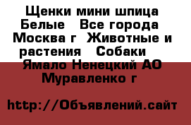 Щенки мини шпица Белые - Все города, Москва г. Животные и растения » Собаки   . Ямало-Ненецкий АО,Муравленко г.